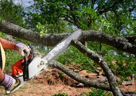 Best Utility Line Clearance  in Annandale, NJ